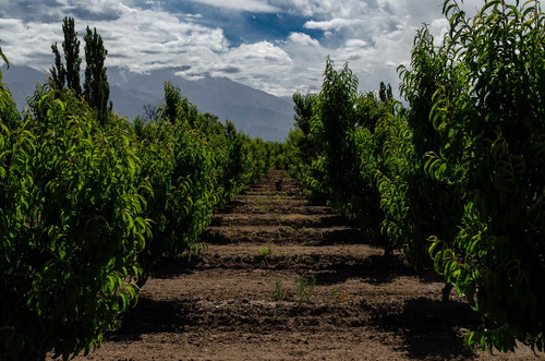 Finca En Venta En Tunuyán