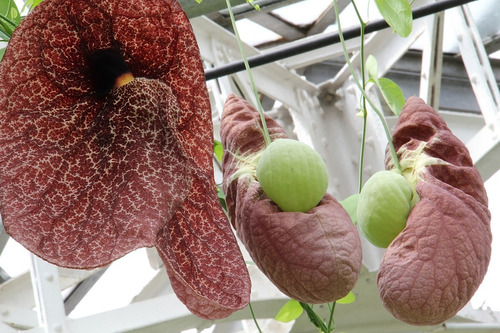 Imagem 2 de 4 de 12 Sementes De Papo-de-peru Aristolochia Gigantea Flor
