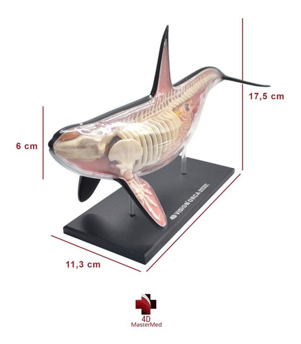 Orca Anatomia Animal Modelo Anatômico Marinho Baleia