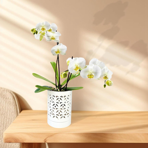 Macetas Para Orquídeas I9 Con Agujeros, Jarrón De Cerámica P