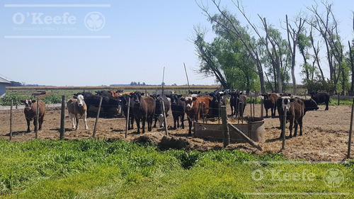 Chacra En Venta De 34 Has En Lezama. Ideal Para Producir Y Disfrutar