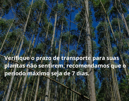 Vendo Mudas De Eucalipto Urograndis