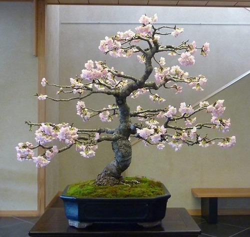 exótico Sakura Semillas Bonsai raras 10 Semillas de floración de cerezo japonés Bonsai