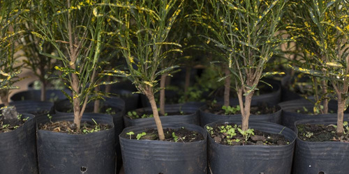 Vasos Para Plantas Flexíveis 60 Litros (10 Unidades)