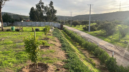 Se Vende Parcela 5.000 Mt2 En Limache  (120865)