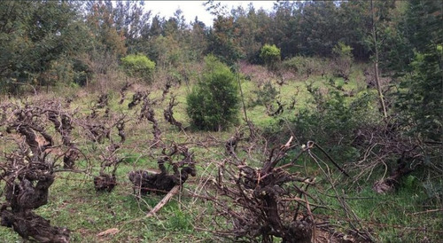 17.1 Hectáreas, Subdividido En 4 Lotes, Itata