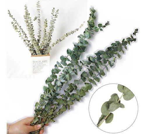 Fc Flor Seca, Planta Real, Hojas De Eucalipto Naturales