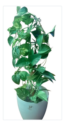Potus 60 Cm+ Maceta Premiun 22 Cm + Pie Nórdico Deco Plantas
