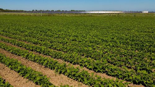 Fertilizante Npk + Micro Adubo Para Feijão Frasco 10 L