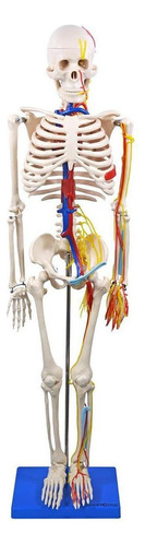 Esqueleto Humano 85cm C / Sistema Circulatorio + Suporte Top