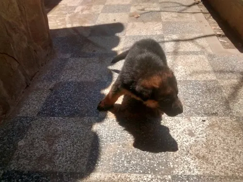 Ovejero Aleman Cachorros Excelentes (Usado)