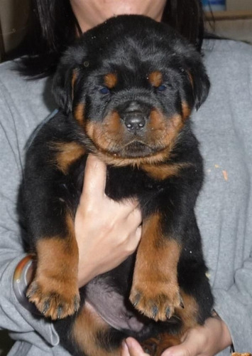 Rottweiler Cachorros Hermosos Reserva 