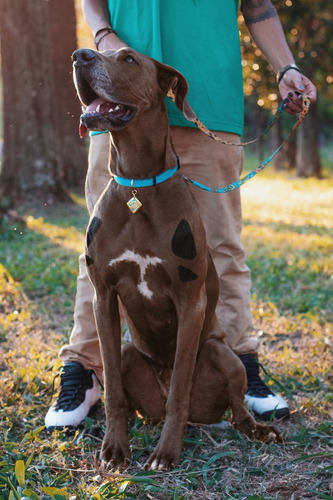Coleira Para Cães Scooby-doo Com Pingente Todas Raças Segura Tamanho Da Coleira G