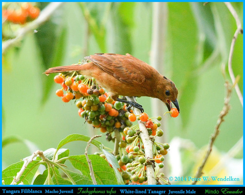 25 Sementes De Fruta De Sabiá  Atrai Pássaros Acnistus 