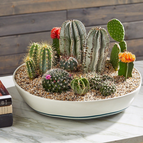 Imagen 6 de 9 de Abono Para Suculentas Y Cactus. Fertilizante Orgánico