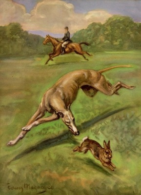 Perro Galgo - Ilustración 1950 - Animales - Lámina 45x30 Cm.