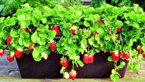 Frutilla!!! Semillas Orgánicas Para Huertas!!!