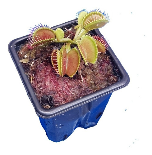 Planta Carnivora