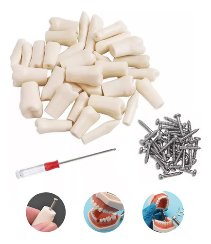 Paquete De Dientes 32 Dientes Tipodonto Con Destornillador Y Tornillos Modelos Anatomicos Para Nissin 32 Dientes Tipodonto