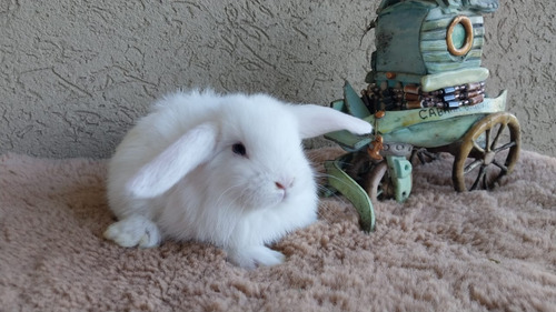 Conejos Machitos Holland Lop Mini Belier Holandés Enanos (Usado)