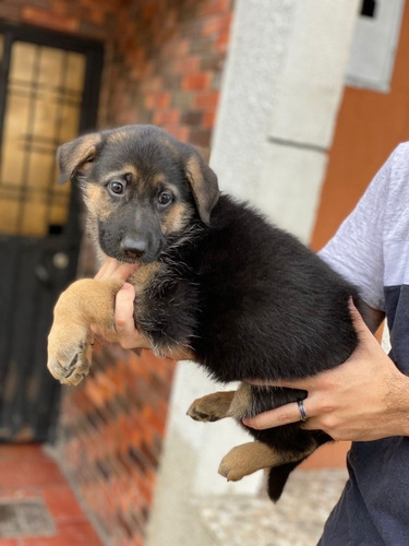 Imagen 5 de 5 de Cachorros Pastor Alemán