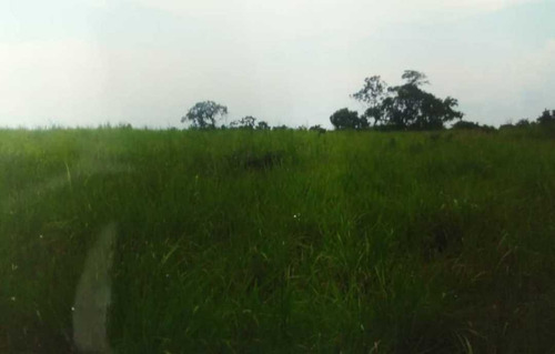 Imagen 3 de 8 de Tierras Para Engorde De Ganado En Guarico