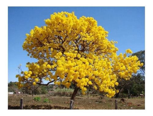 10 Semillas Seleccionadas De Guayacan Amarillo