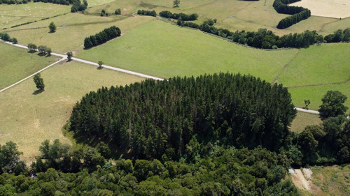 Campo En Venta En Cañitas, Los Muermos, Región De Los Lagos