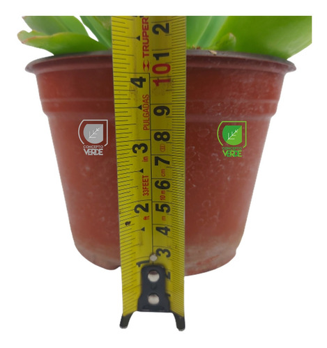 Imagen 4 de 7 de Planta Conchita