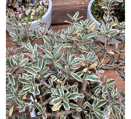 Bonsai Planta Coprosma Kirki 8 Años Maceta Esmlatada N2