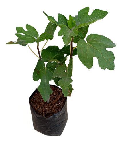 1 Planta De Higo Negro - Black Mission 50cm