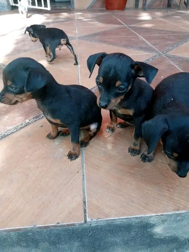 Cachorritos Doberman Pincher Miniaturas 