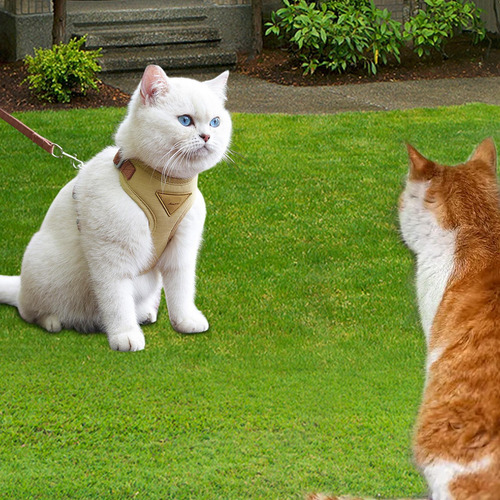 Cinturón Y Arnés Para Gatos Arnés Para Gatos Cinturón De Arn
