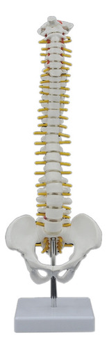 Columna Vertebral Humana De 45 Cm Con Modelo Pélvico Anatomí