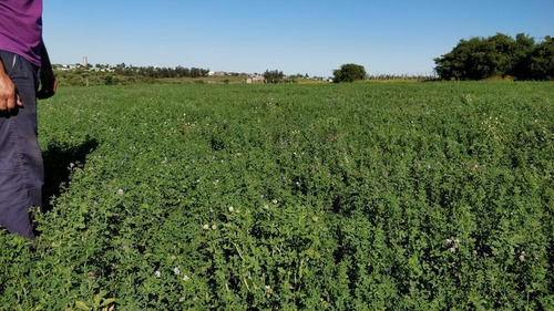 Campo De 68 Has. Emprendimiento Olivícola A 20 Minutos De Punta Del Este