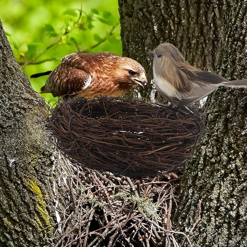 Naturaleza Nido De Pájaro Artificial Con Huevos Jaula Gris