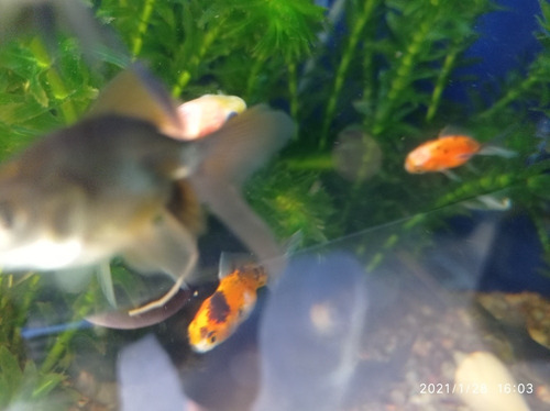 Imagen 6 de 11 de Combo Peces De Agua Fría. Acuario Aquariumba