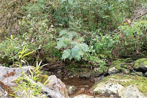 Venta Parcela Pucón Con Acceso A Rio Carhuello