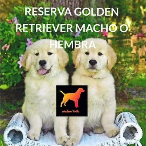 Golden Puros, No Son Los Economicos Veni A Ver La Diferencia
