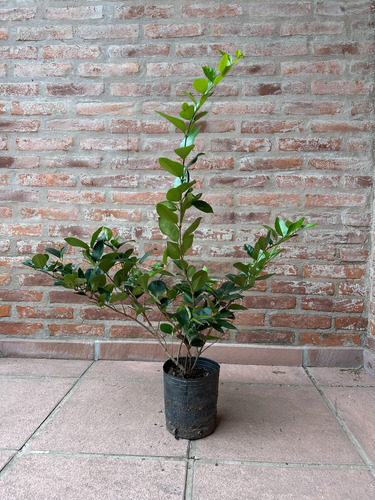 Olea Verde 70cm Maceta 3l Cerco Vivo Resistente