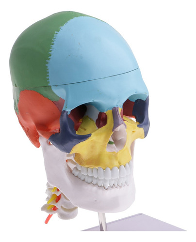 1:1 Colorido Modelo De Cabeza Humana Cráneo Con Vértebra