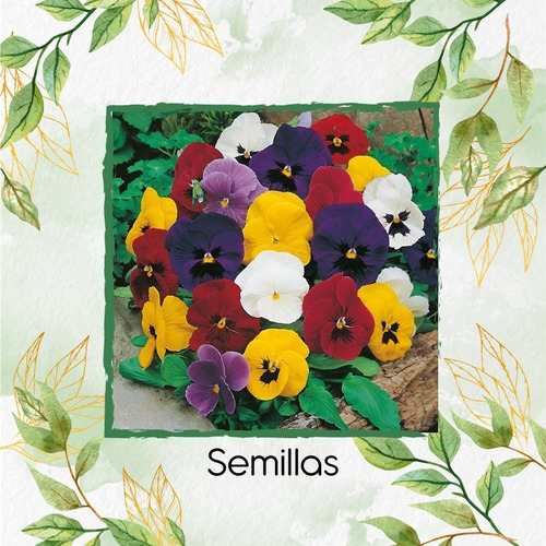 500 Semillas Flor Viola Pensamiento Holanda + Ob Germinación