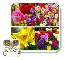 Comprar Mix De Bulbos De Flores (x10 Uni ) Imp. Holanda!!