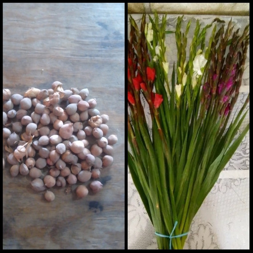 300 Pz D Semillero De Gladiolas Revuelto Listo Para Sembrar 