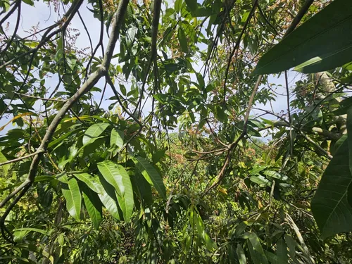 Oportunidad De Inversión Se Vende Finca En El Espinal,tolima