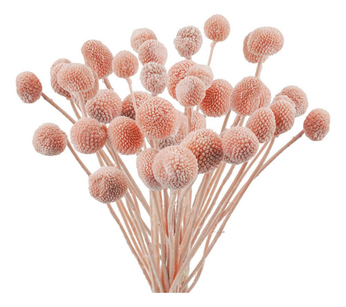 Uieke 20 Piezas De Flores Secas De Craspedia, Bolas De Botón
