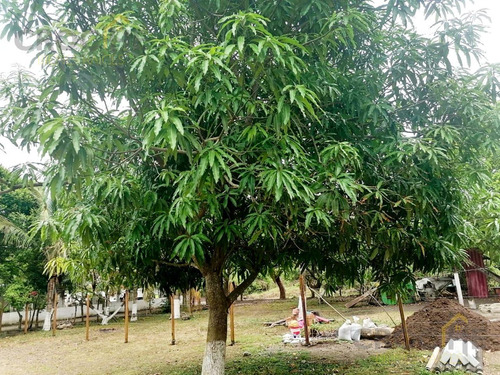 Terreno Campestre En El Tejar, Veracruz