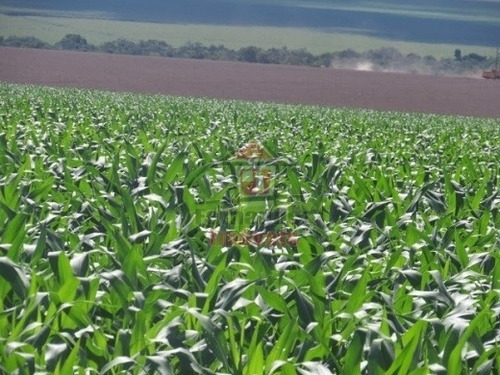 Imagem 13 de 14 de Fazenda À Venda 1.450 Há Em Dourados/ms - Fa0138
