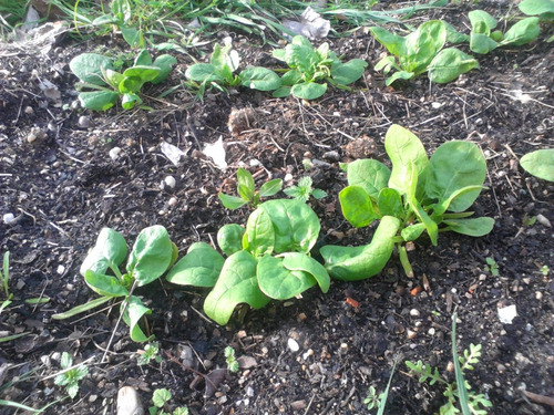 Semillas Organicas De Espinaca X1gramo