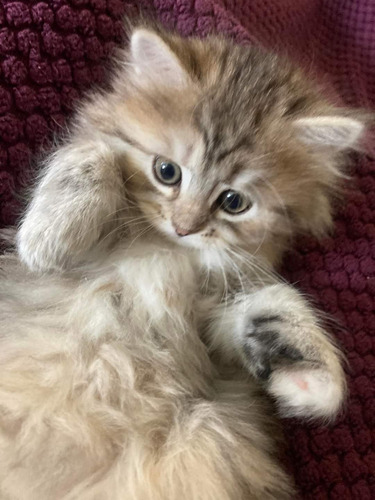 Gatitos Siberianos De Gran Tamaño